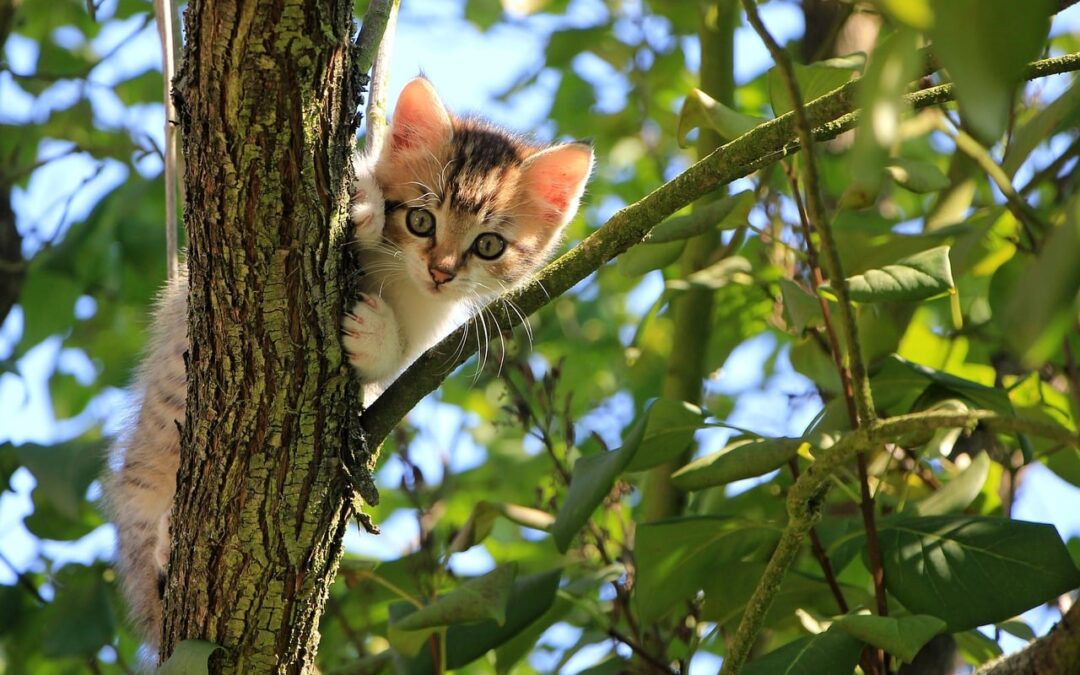 4 étapes importantes dans le développement des chatons
