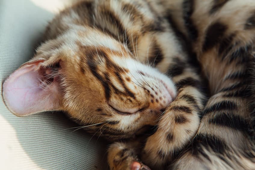 Les chats peuvent-ils être piqués par les punaises de lit ?
