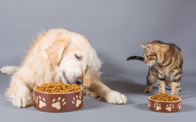 Un chat peut il manger des croquettes pour chien ? 