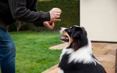 Pourquoi souscrire à un abonnement de croquettes pour chiens ?