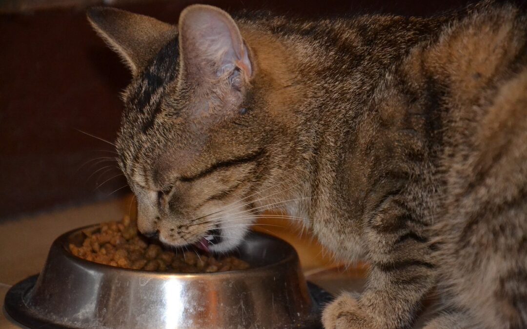 Quatre (4) aliments importants appréciés par les chats