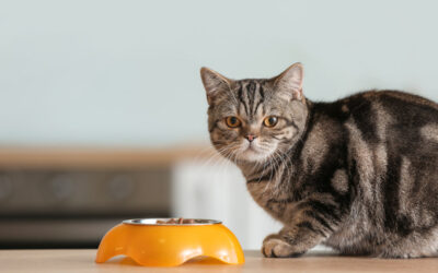 Pourquoi opter pour les pâtées naturelles pour votre chat ?