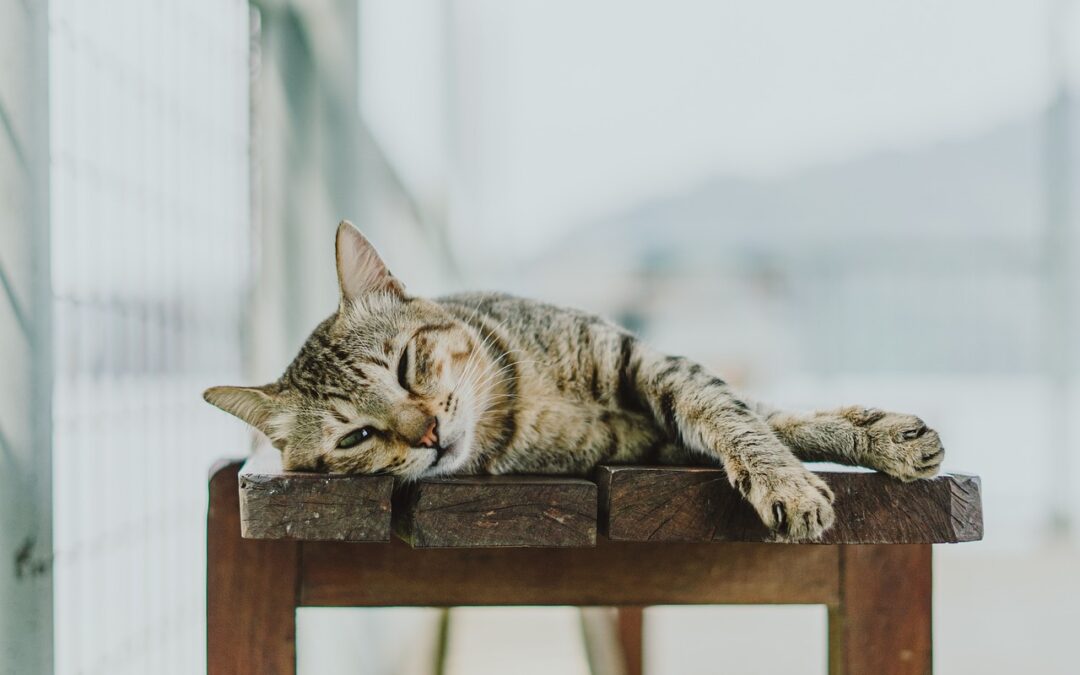 Comment préparer son chat à la stérilisation ? 5 conseils
