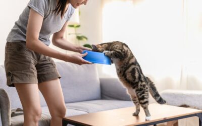 Comment choisir un vermifuge pour votre chat ?