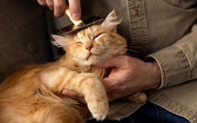 Perte de poils chez le chat : 5 remèdes naturels qui marchent vraiment