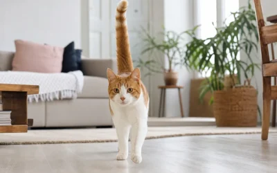 Chat qui remue la queue : ce que dit vraiment ce geste