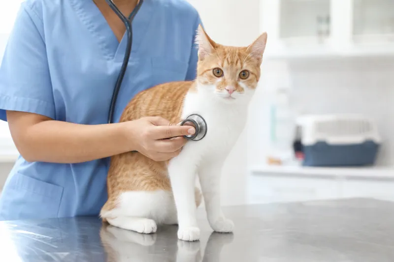 Vétérinaire auscultant au stéthoscope un jeune chat roux et blanc sur une table d'examen