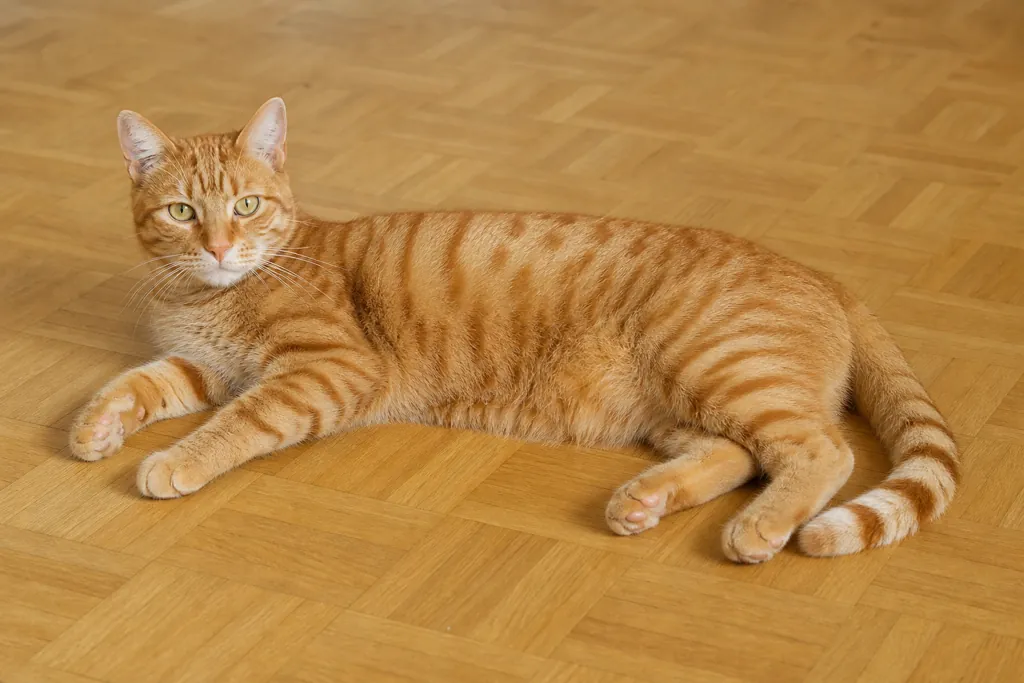 Chat roux couché de profil sur un parquet clair, avec des rayures plus foncées bien visibles sur les flancs, des anneaux sur la queue et un M sur le front