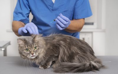 Piqûre de puce chez le chat : comment l’identifier et repérer une infestation ?