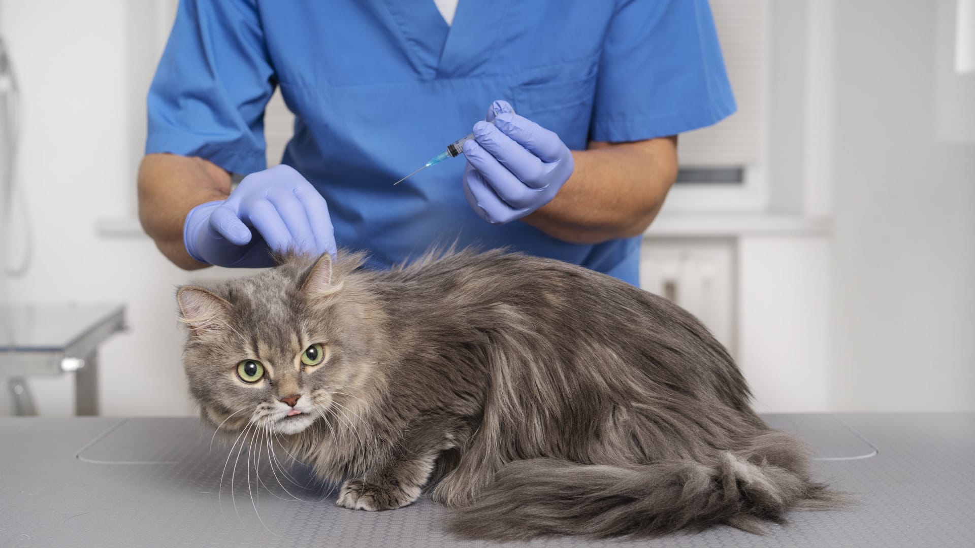 piqure-de-puce-chez-le-chat-comment-lidentifier-et-reperer-une-infestation Piqûre de puce chez le chat : comment l’identifier et repérer une infestation ?